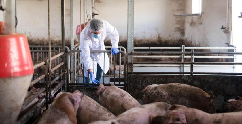 Principales Enfermedades en la Industria Porcina